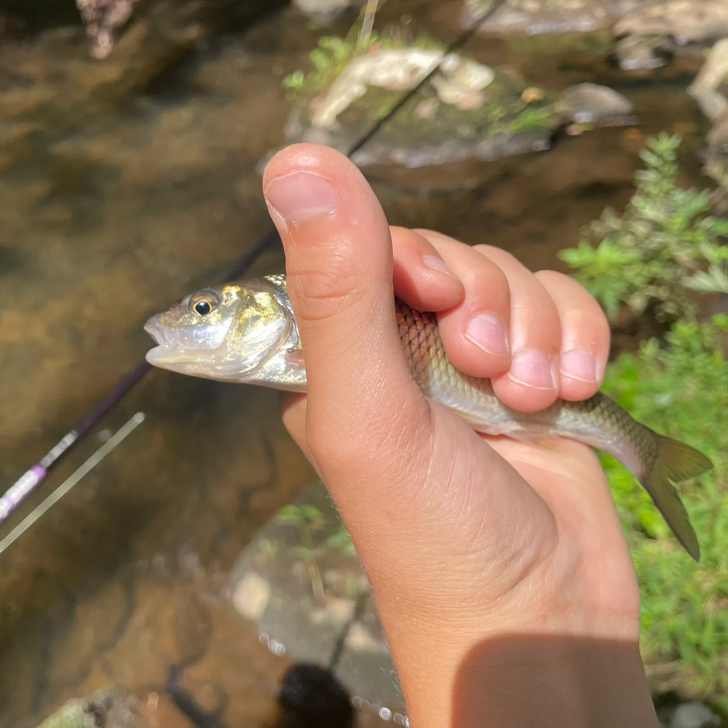 Fallfish caught on Fishbrain