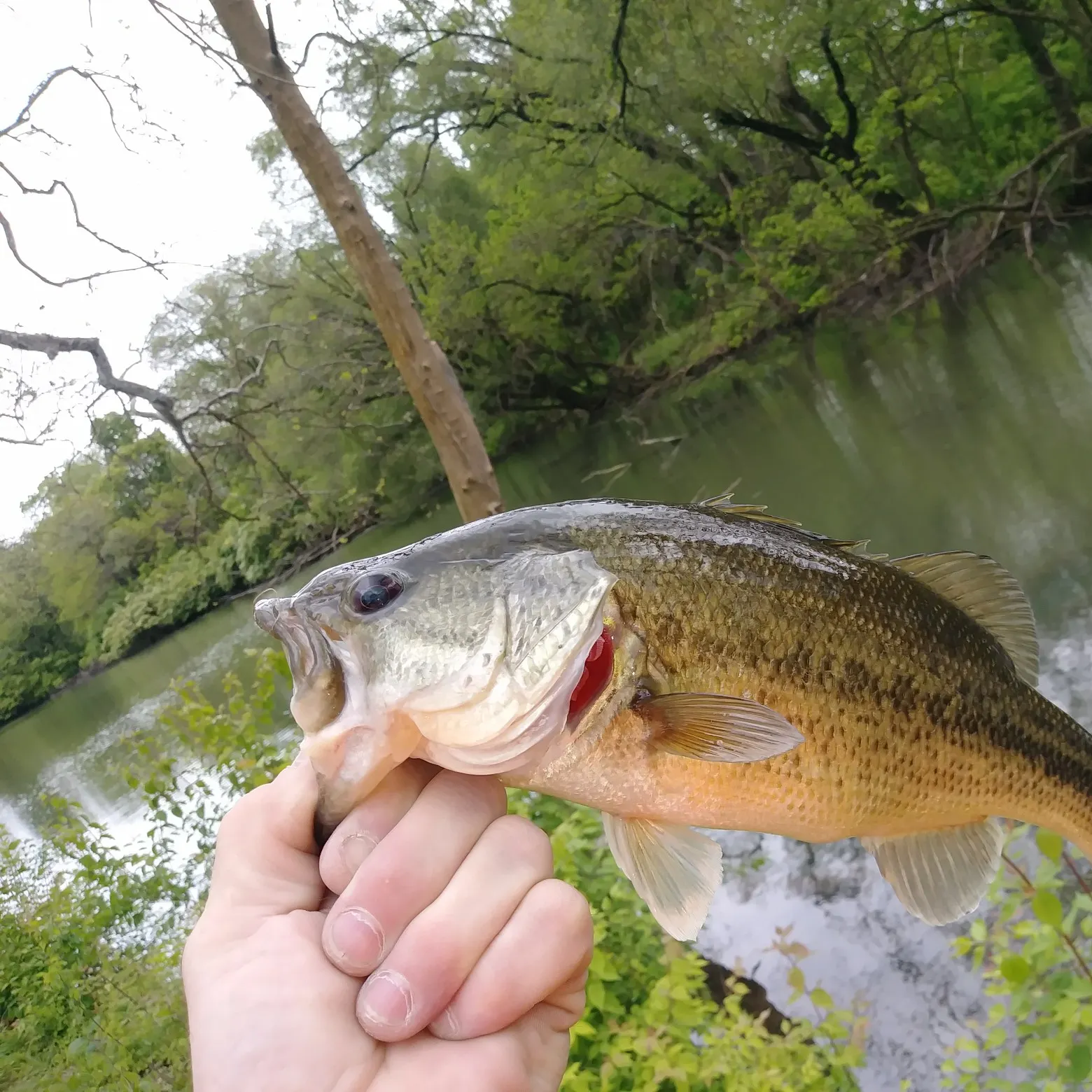 angler catch