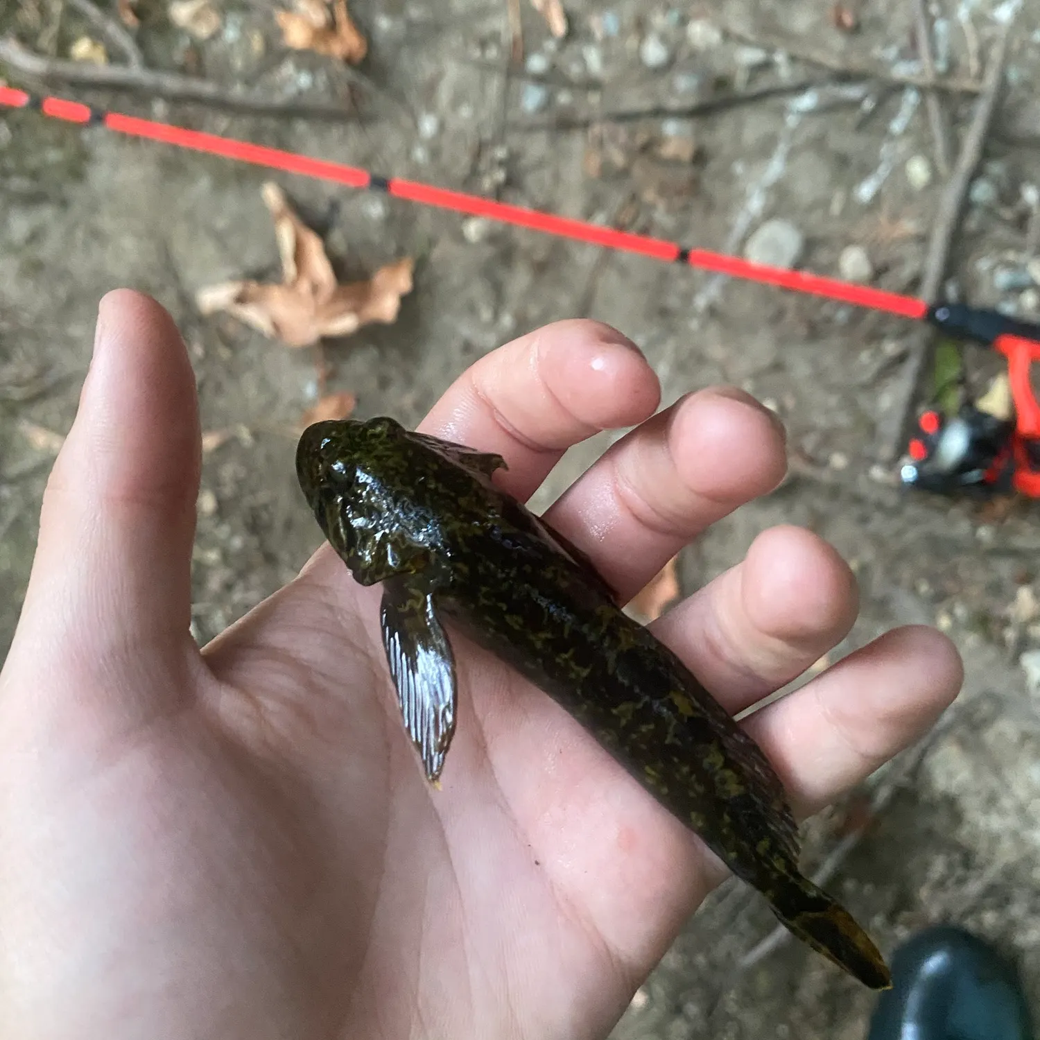 Coastrange sculpin caught on Fishbrain