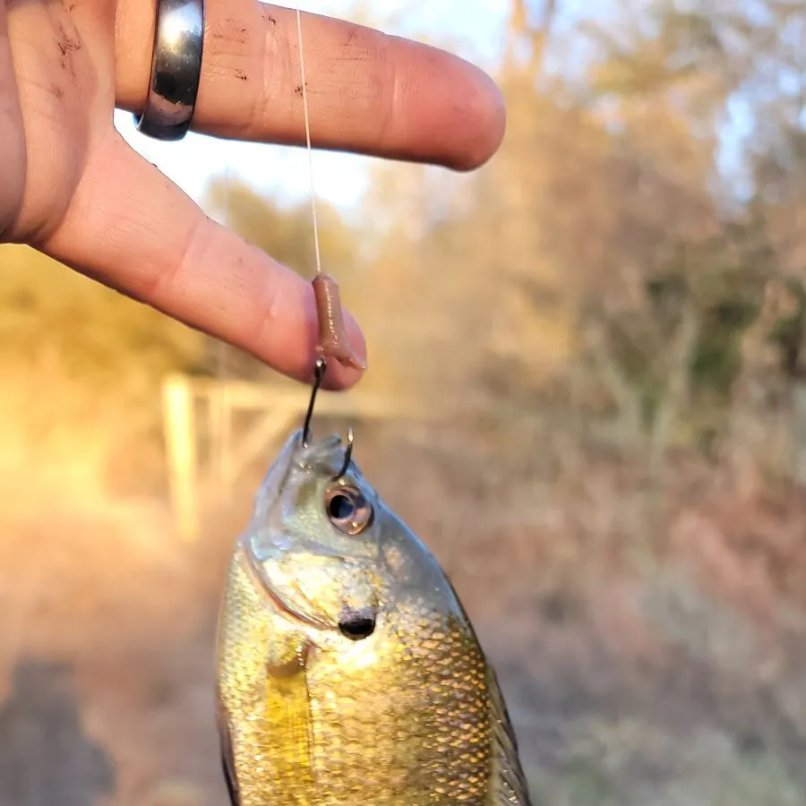 Bluegill caught on Fishbrain