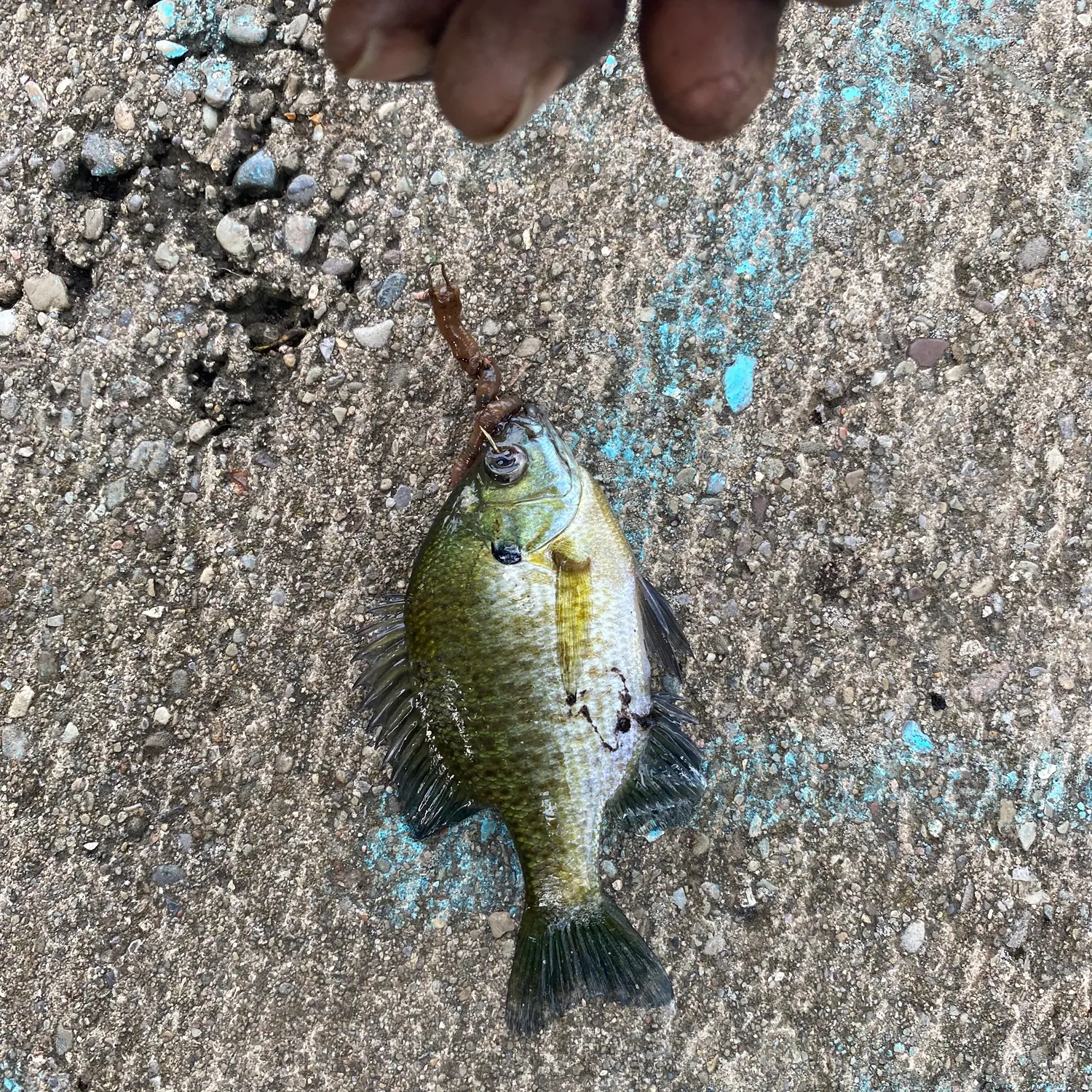 Bluegill caught on Fishbrain