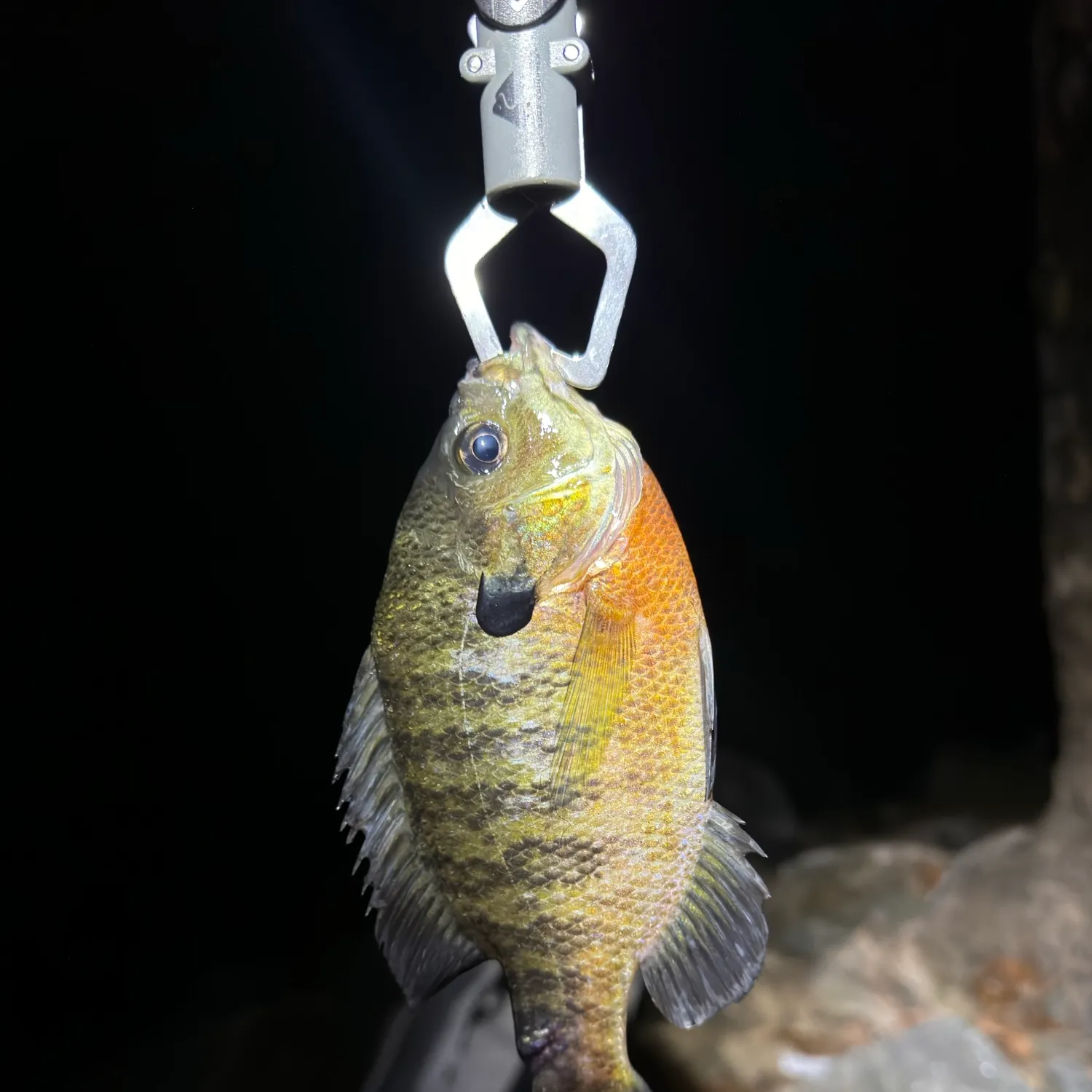 Bluegill caught on Fishbrain
