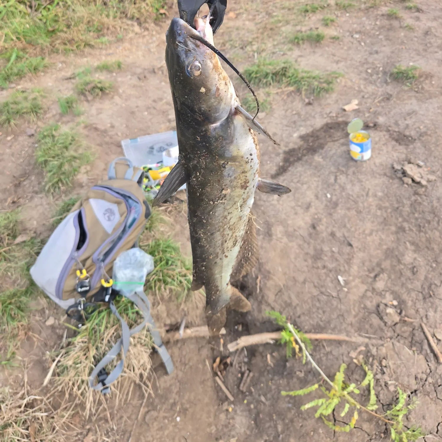 Channel catfish caught on Fishbrain