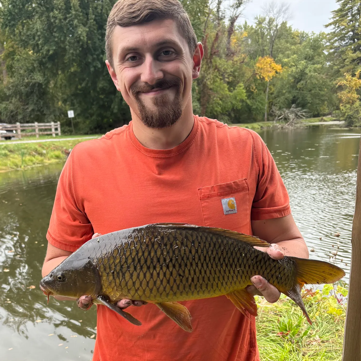 Common carp caught on Fishbrain