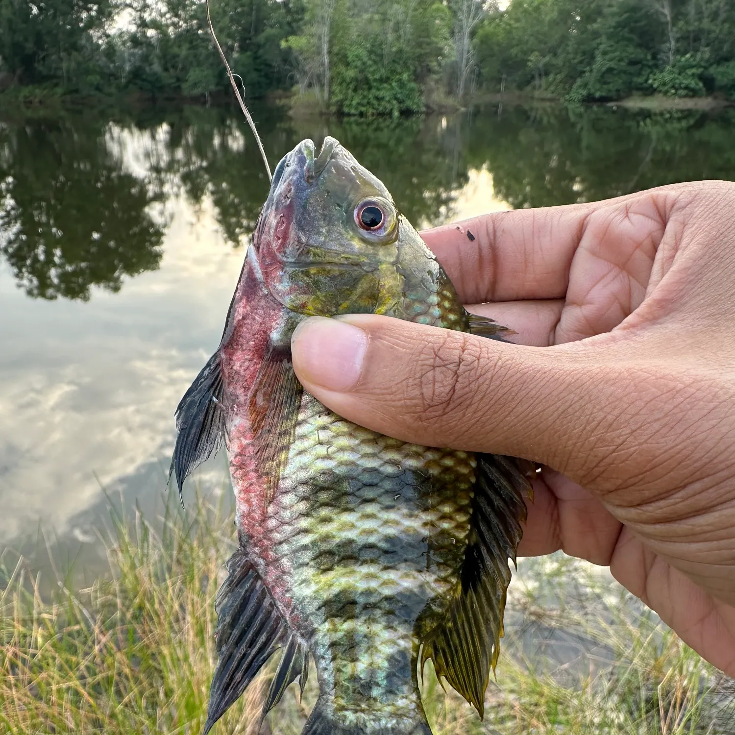 The most recent Redbelly tilapia catches on Fishbrain
