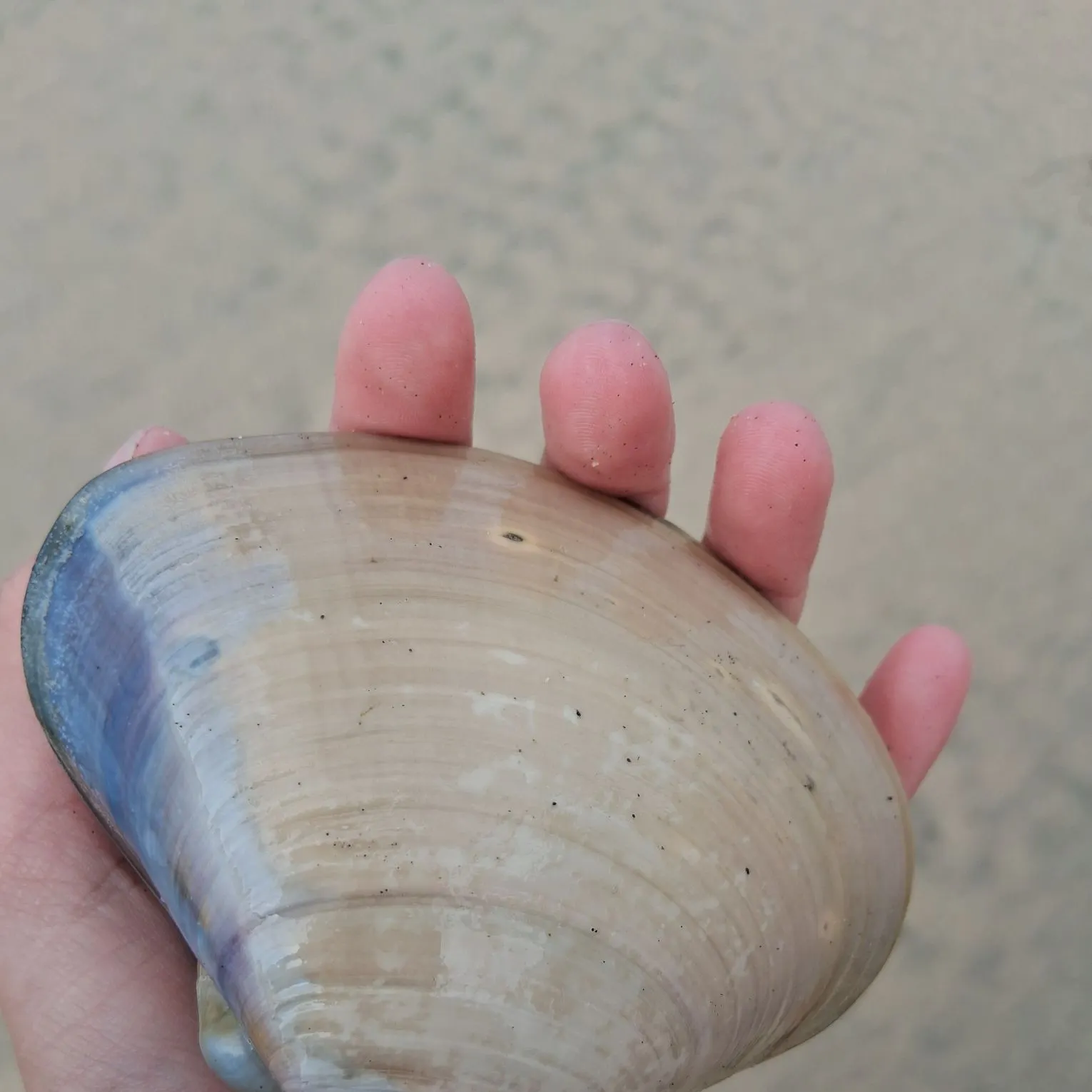 The most recent Asian clam catches on Fishbrain