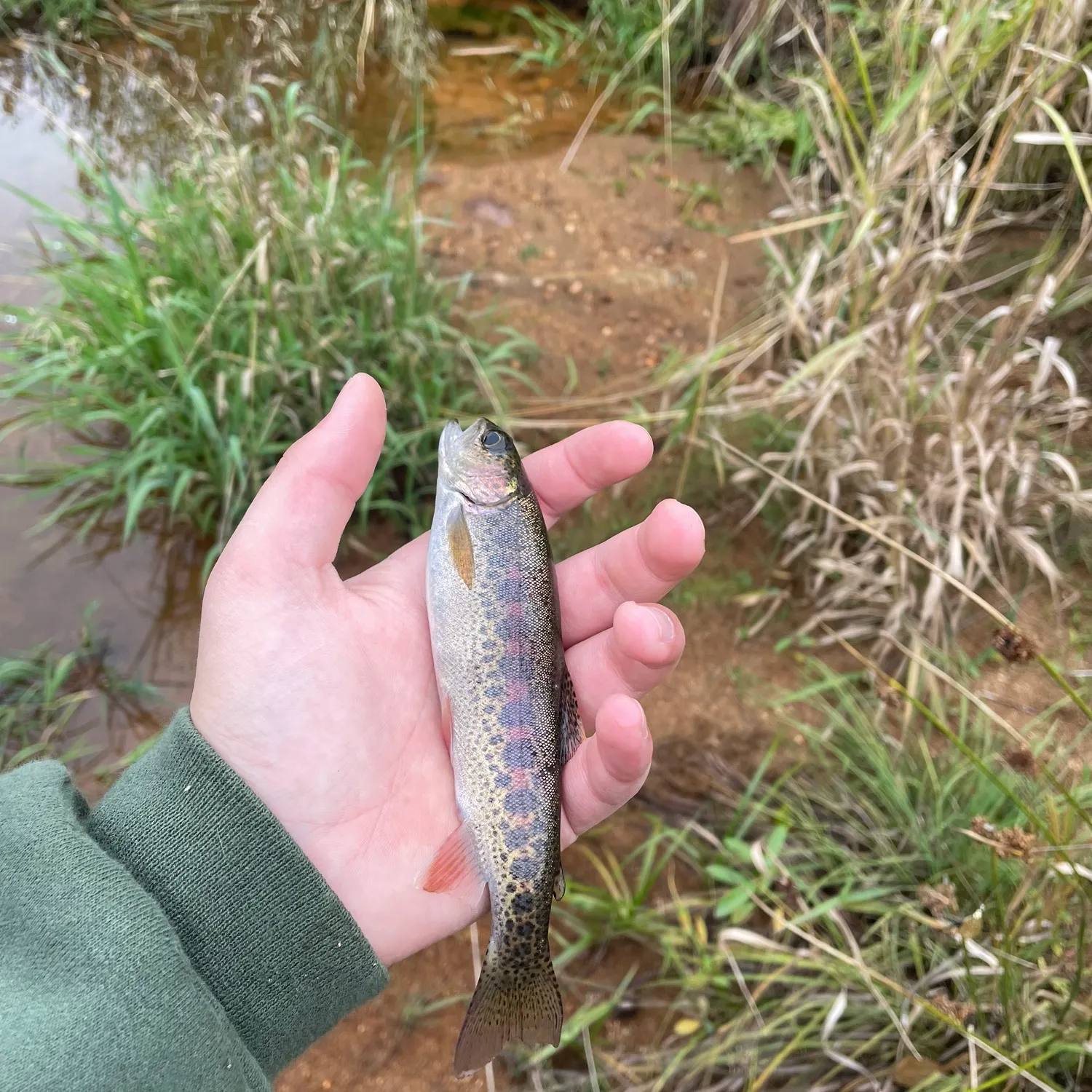 Rainbow trout caught on Fishbrain
