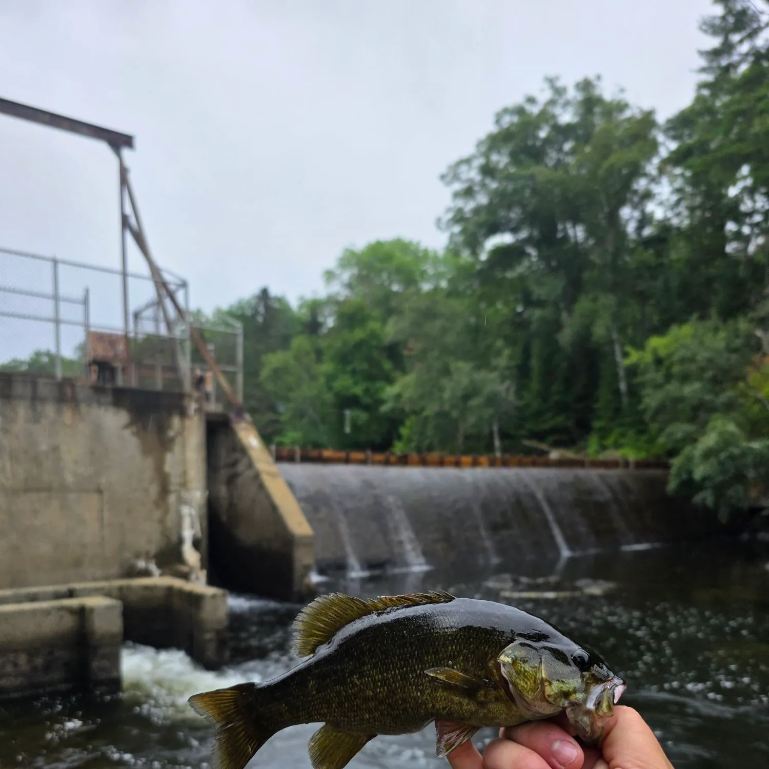 Smallmouth bass caught on Fishbrain