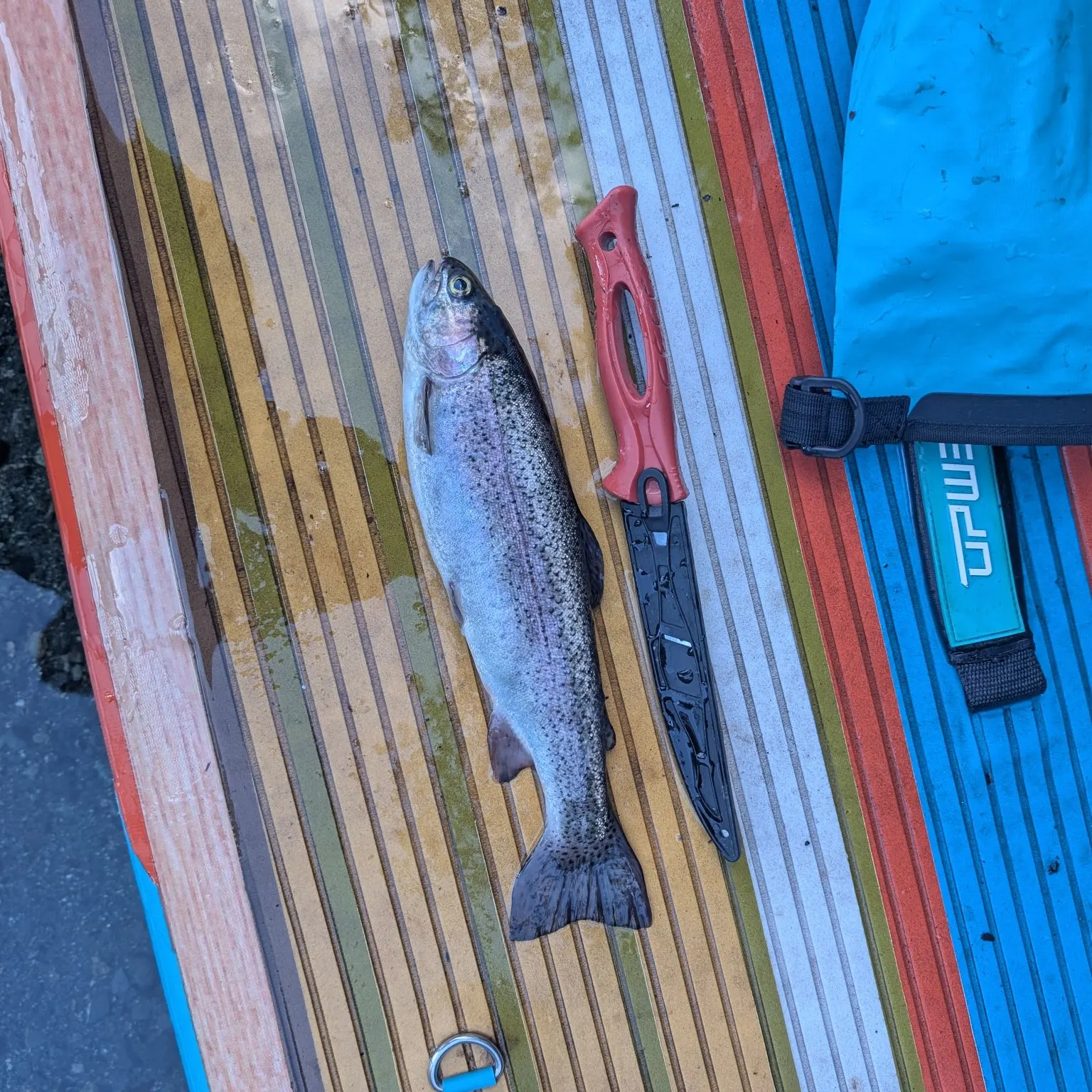 Rainbow trout caught on Fishbrain