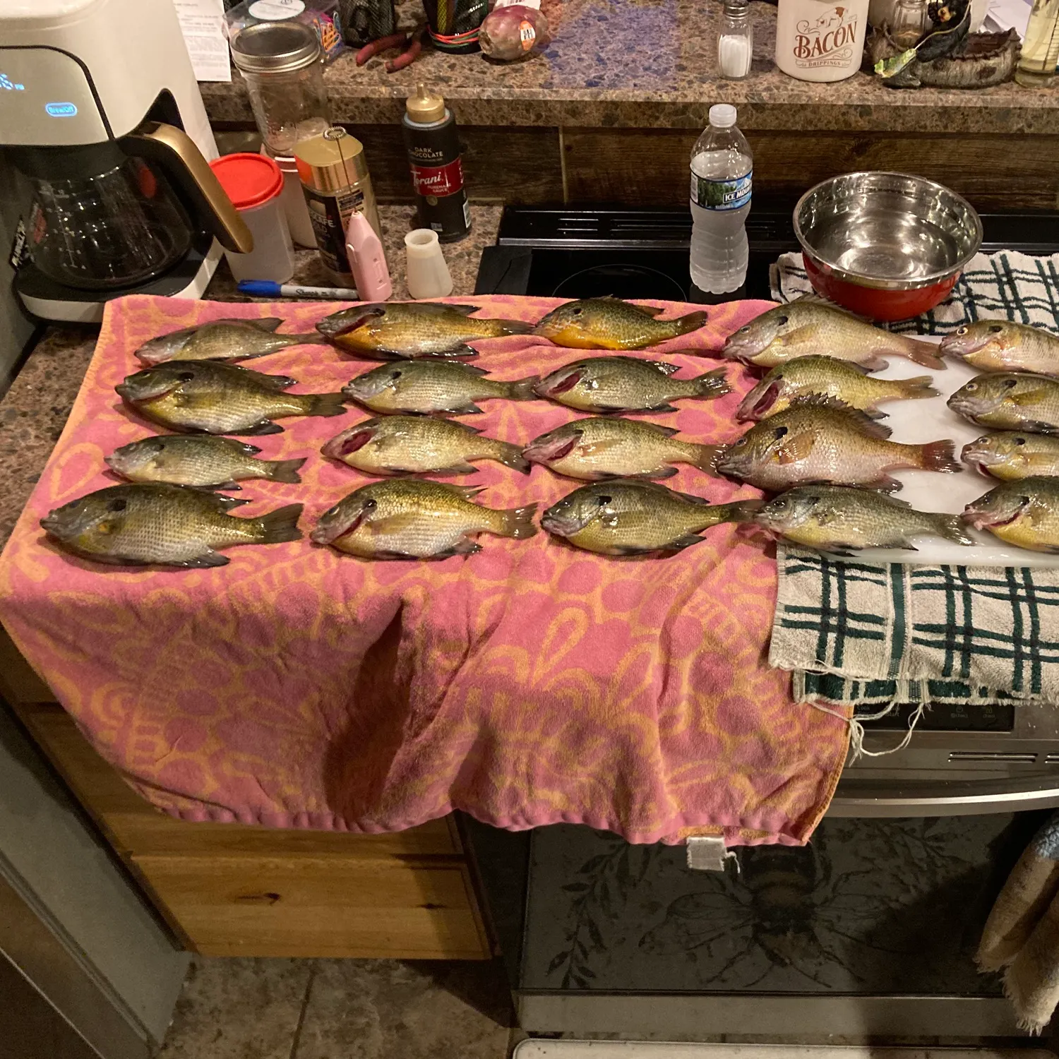 Bluegill caught on Fishbrain