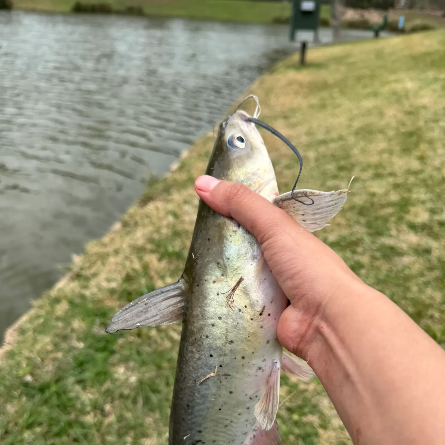 The most recent Channel catfish catches on Fishbrain