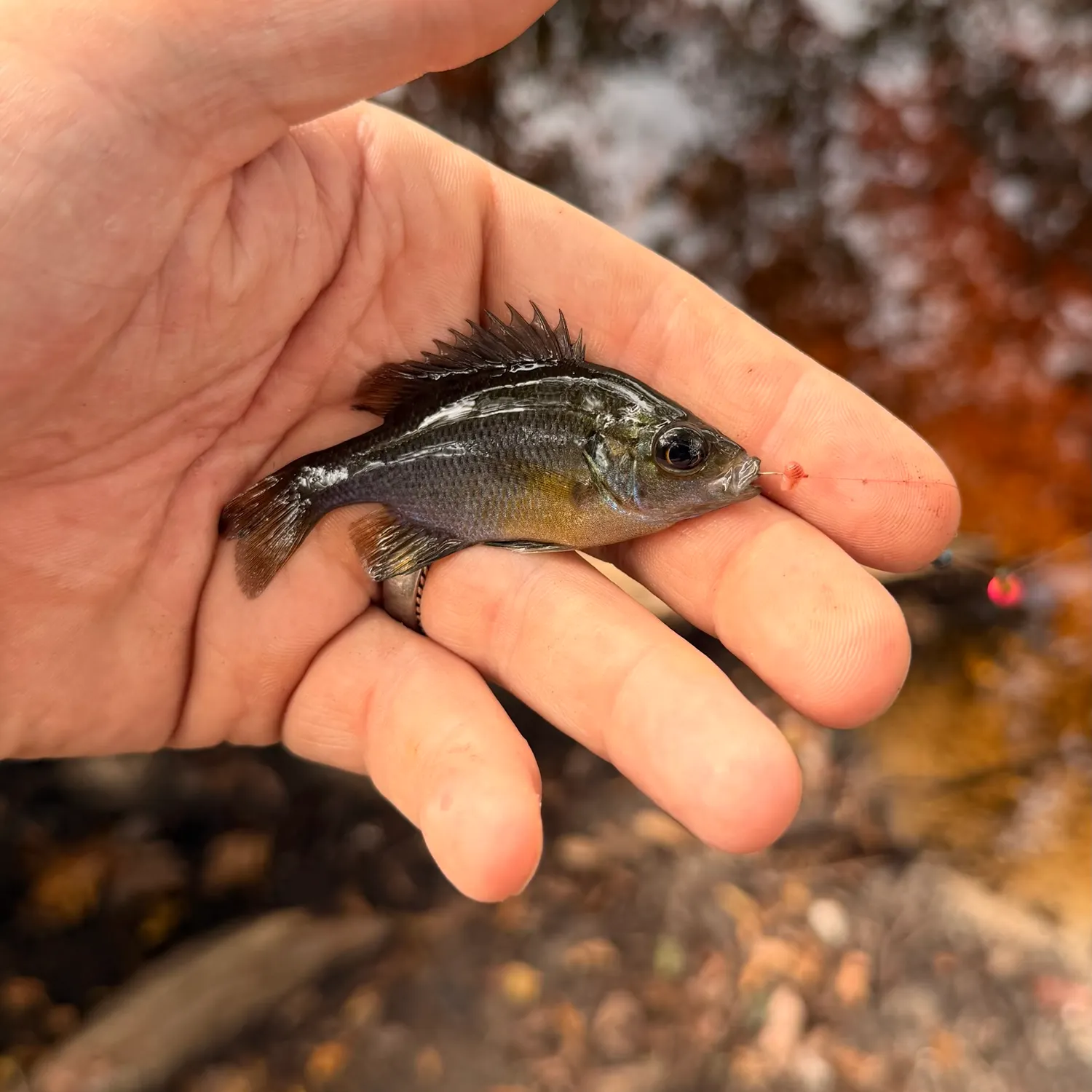 Spotted sunfish caught on Fishbrain