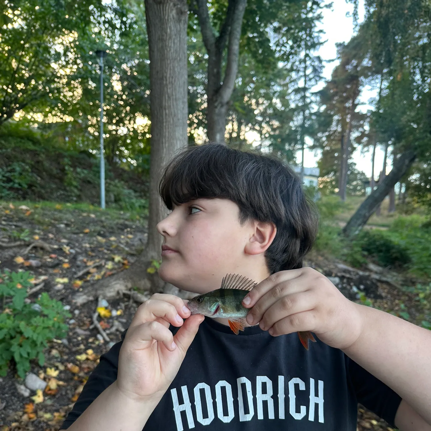 European perch caught on Fishbrain