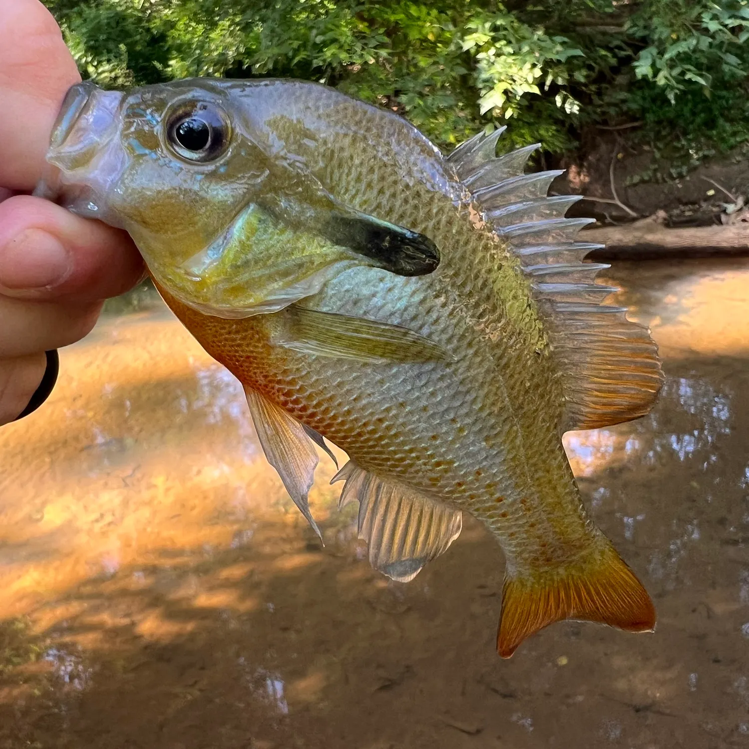 Redbreast sunfish caught on Fishbrain