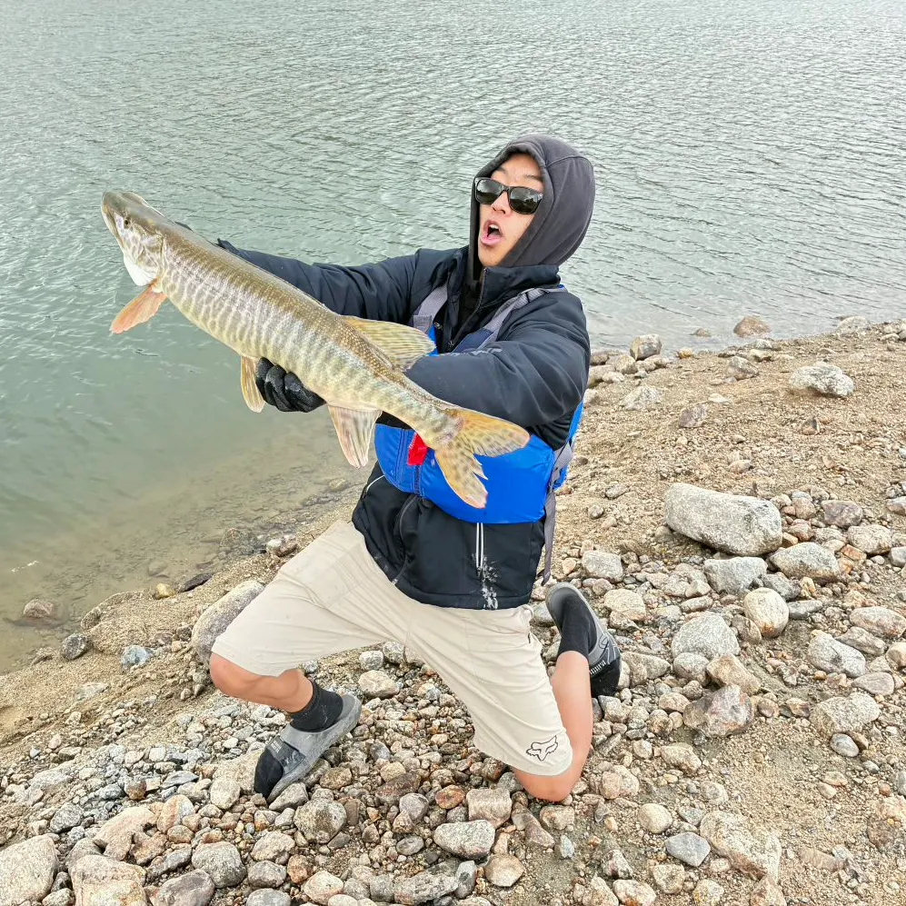 Tiger muskie caught on Fishbrain