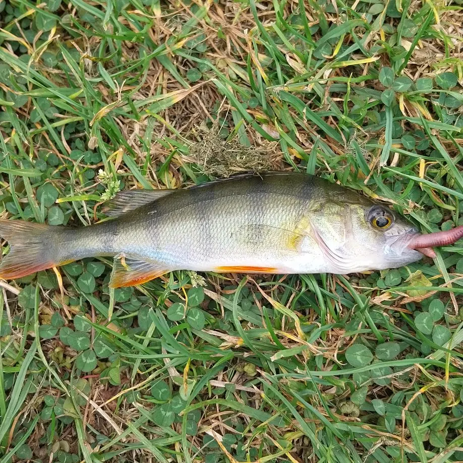 European perch caught on Fishbrain