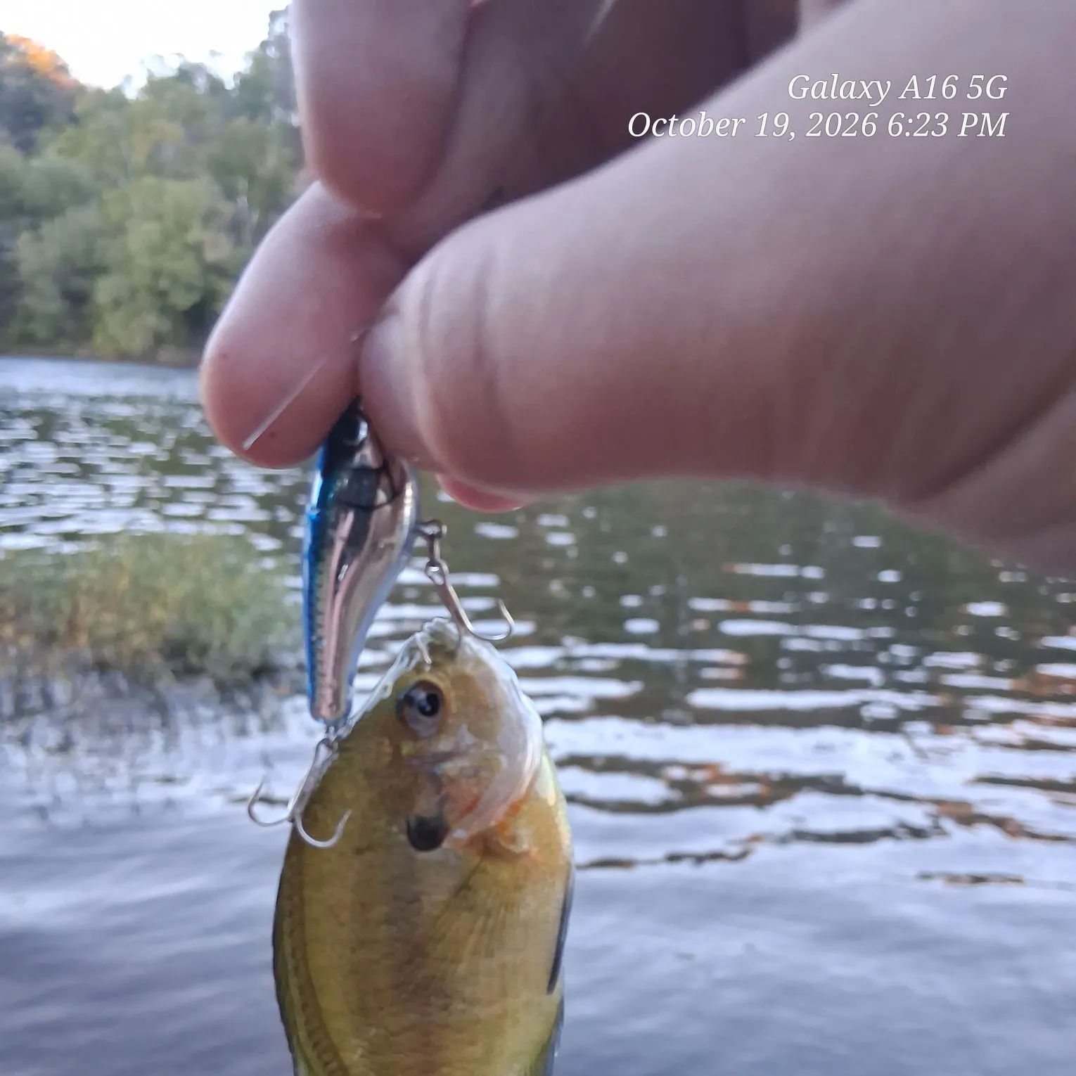 Bluegill caught on Fishbrain