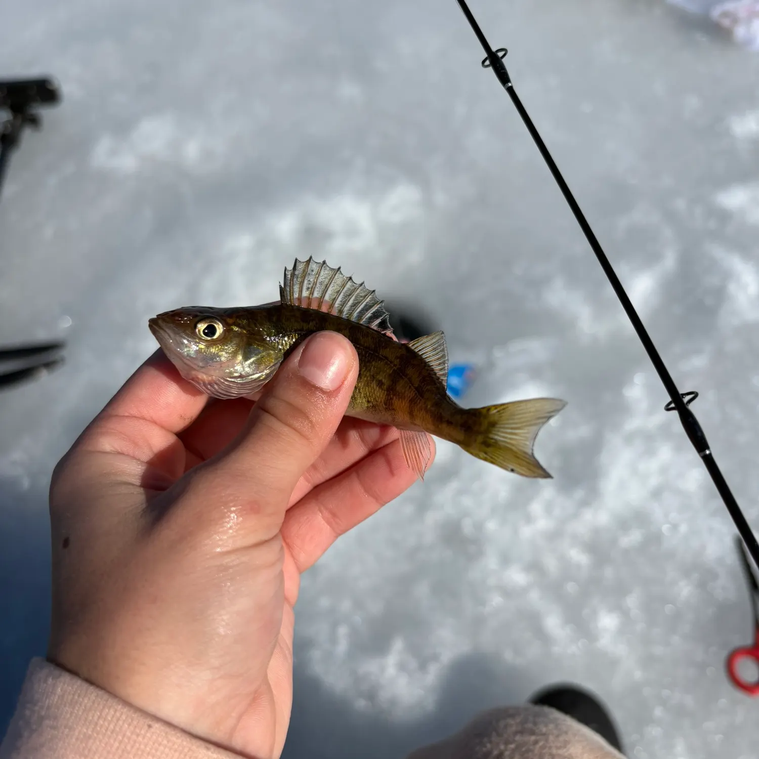 The most recent Common logperch catches on Fishbrain