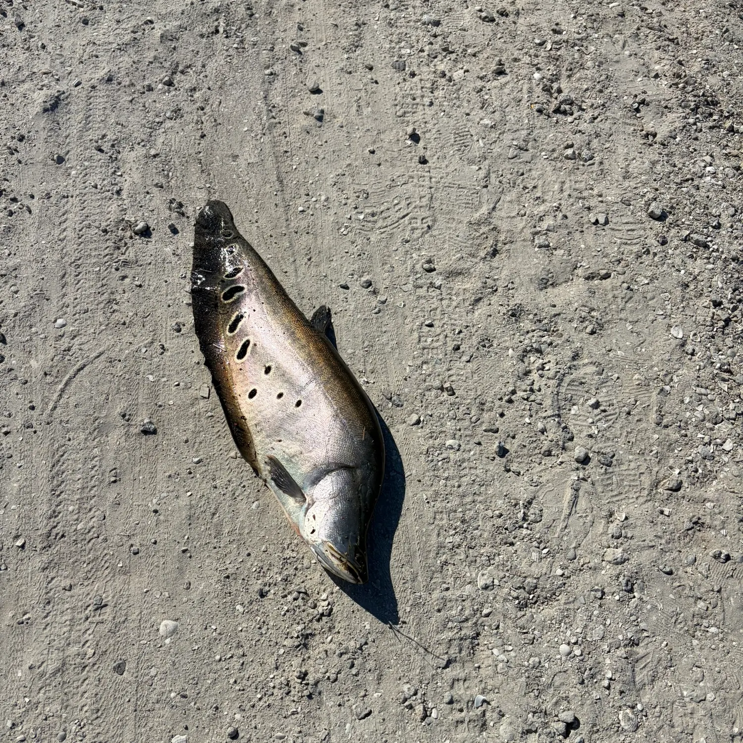 The most recent Clown knifefish catches on Fishbrain