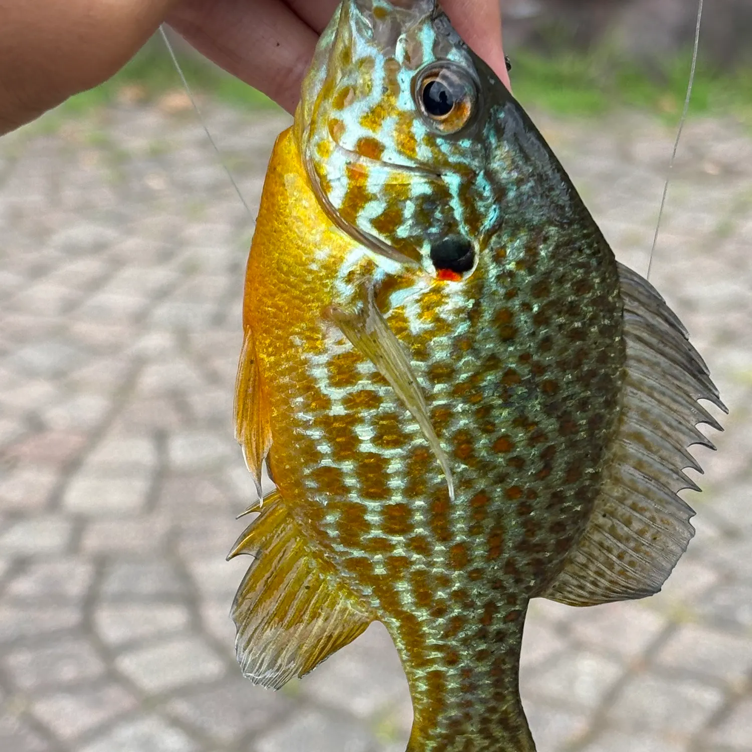 Pumpkinseed caught on Fishbrain