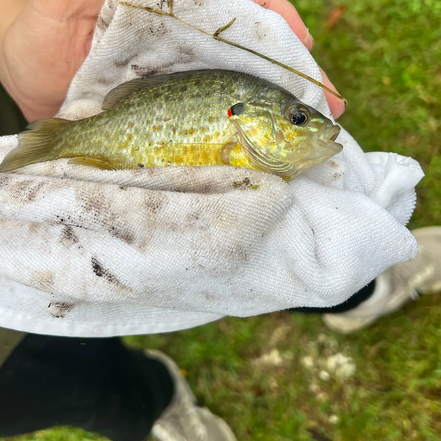 Pumpkinseed caught on Fishbrain