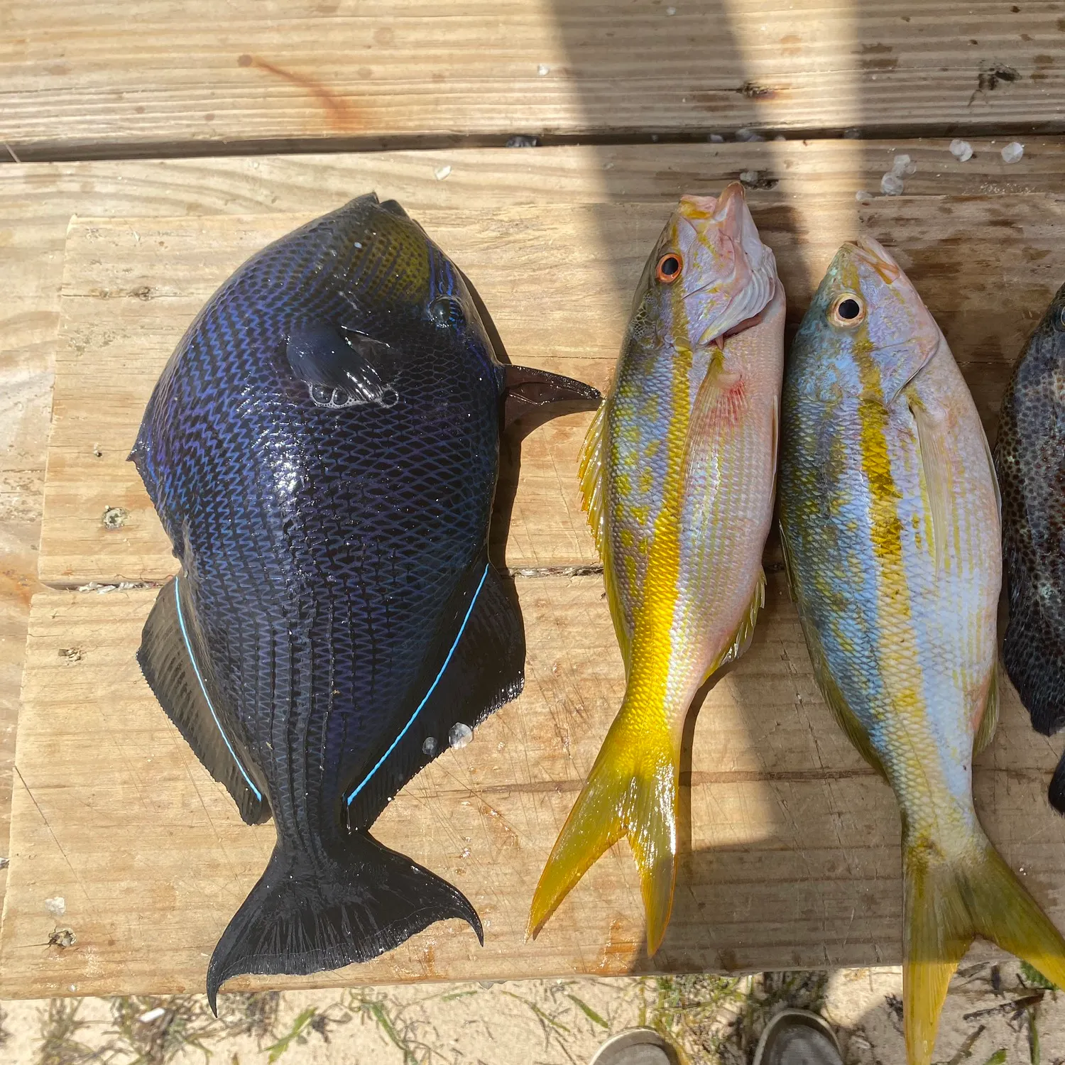 recently logged catches