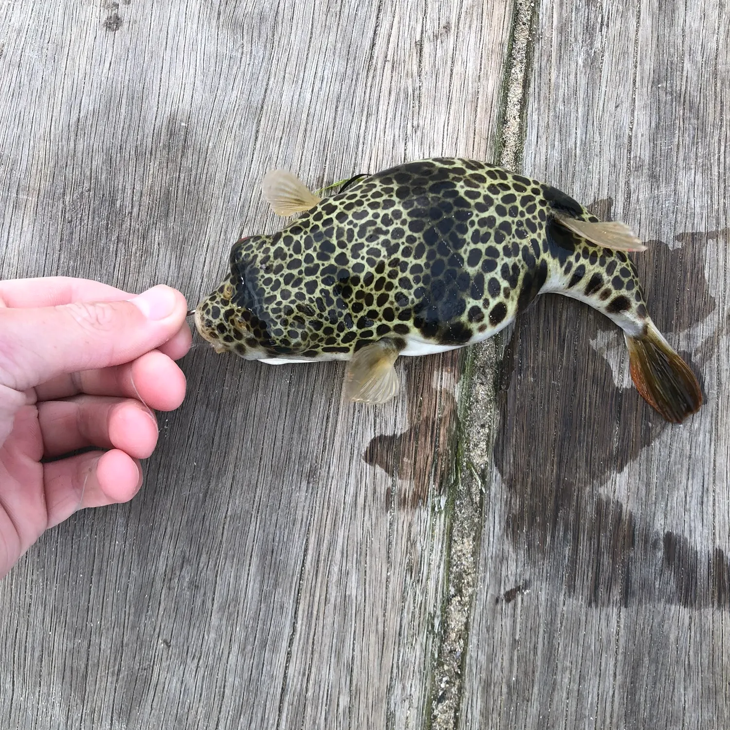 catch