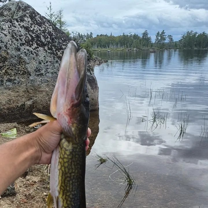 Chain pickerel caught on Fishbrain