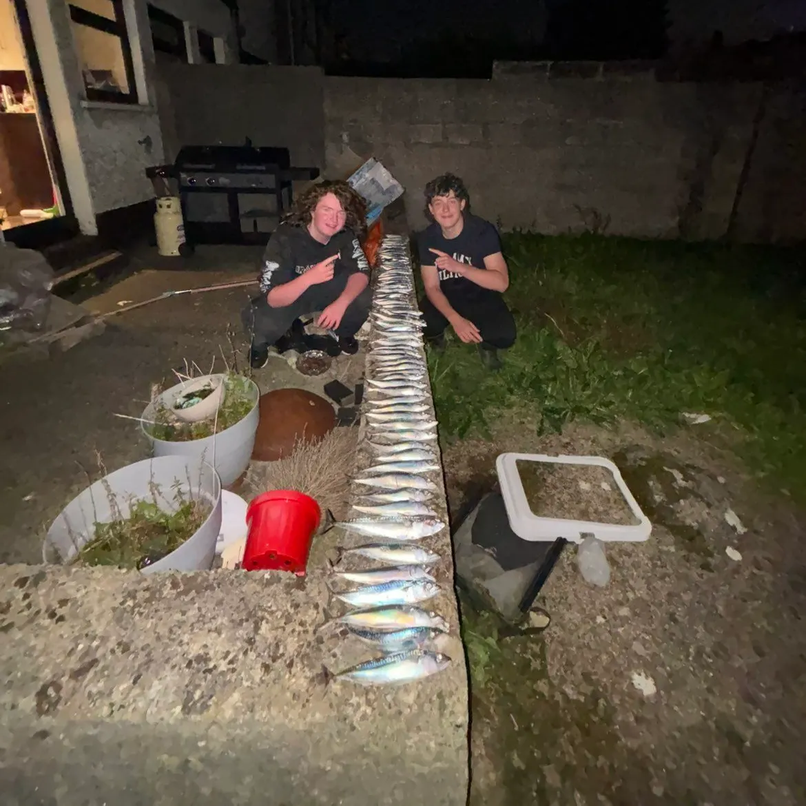 The most recent Atlantic mackerel catches on Fishbrain
