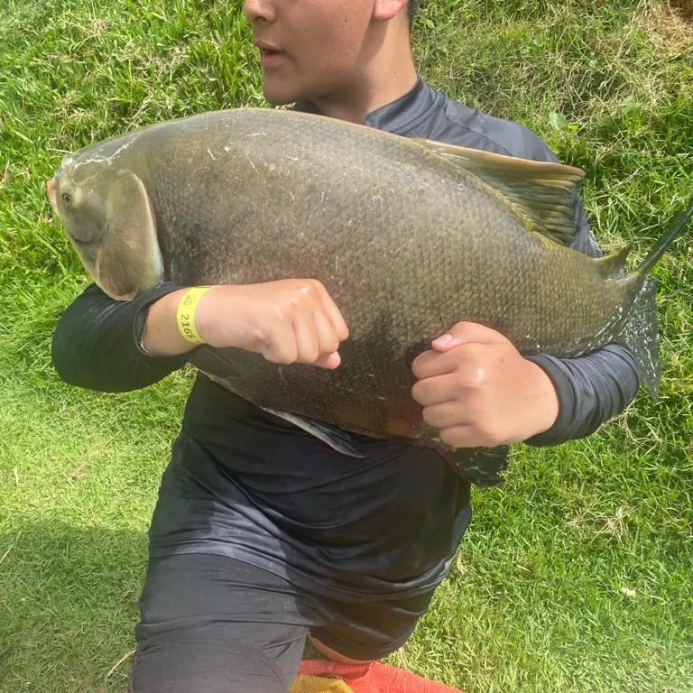 Black pacu caught on Fishbrain