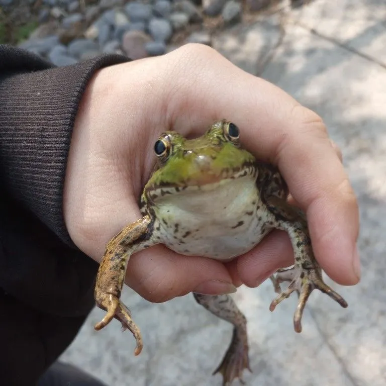 The most recent Green frog catches on Fishbrain
