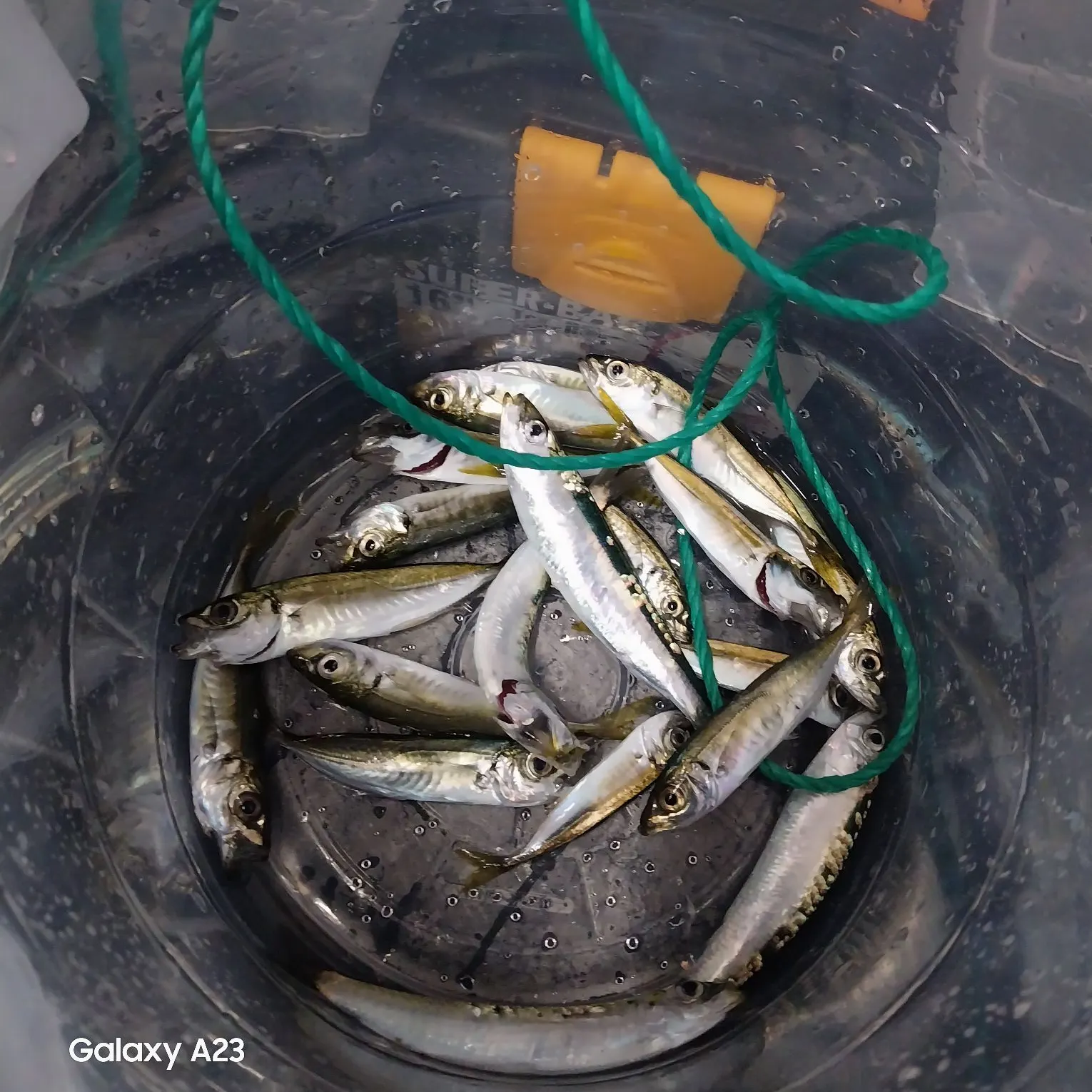 The most recent Atlantic horse mackerel catches on Fishbrain