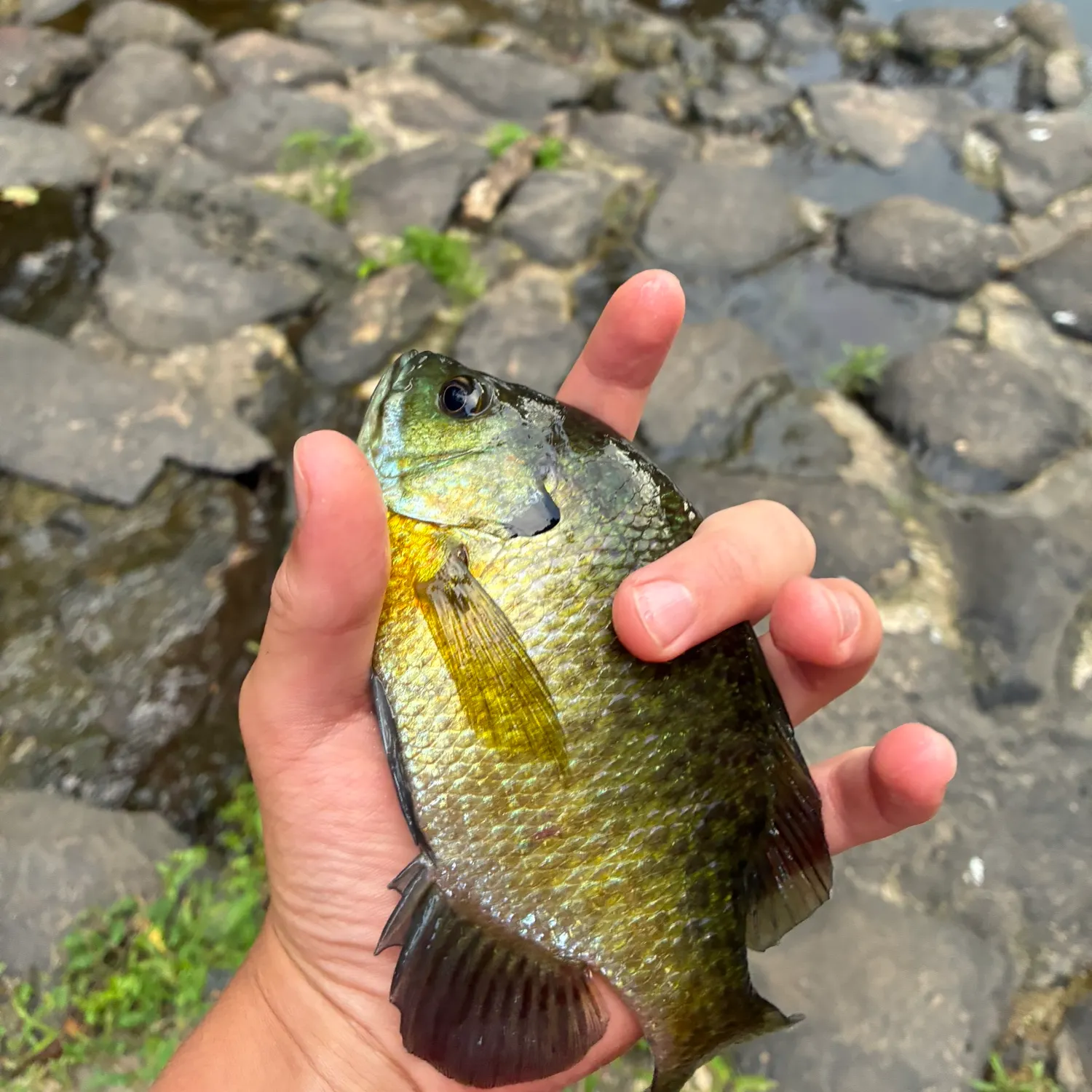 Bluegill caught on Fishbrain