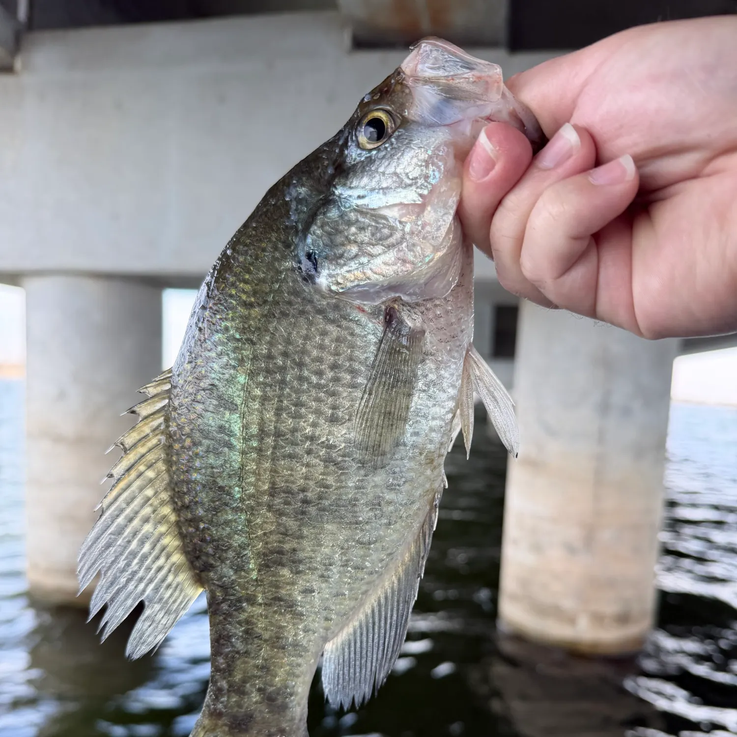 White crappie caught on Fishbrain