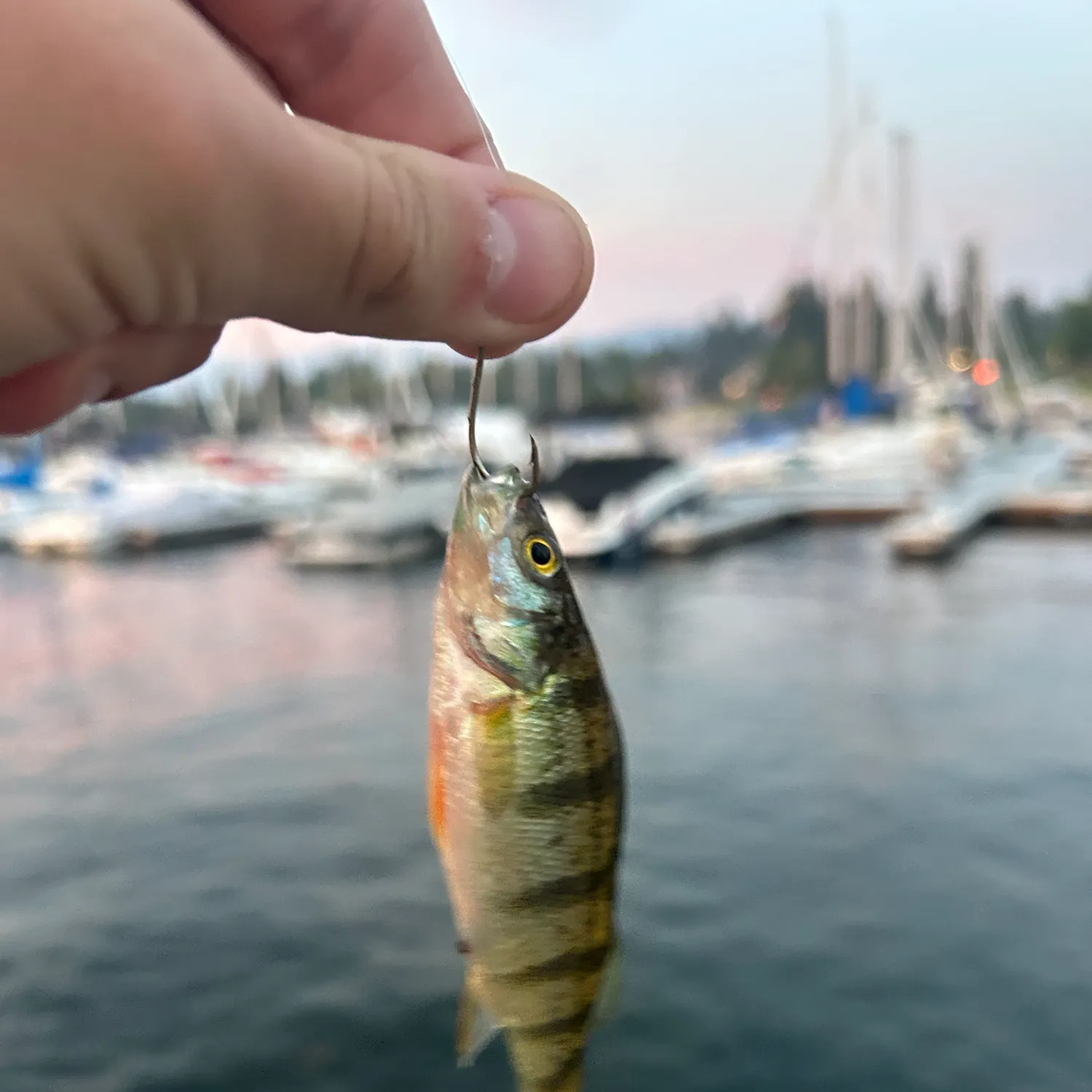 catch