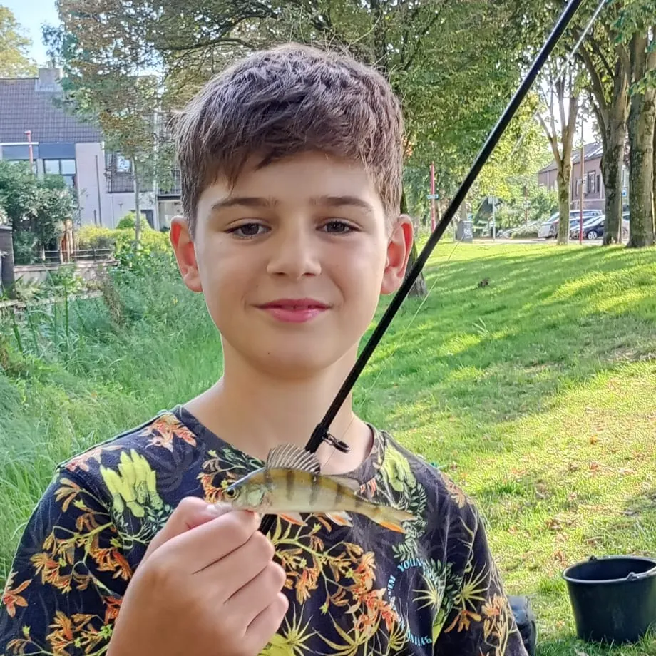 European perch caught on Fishbrain
