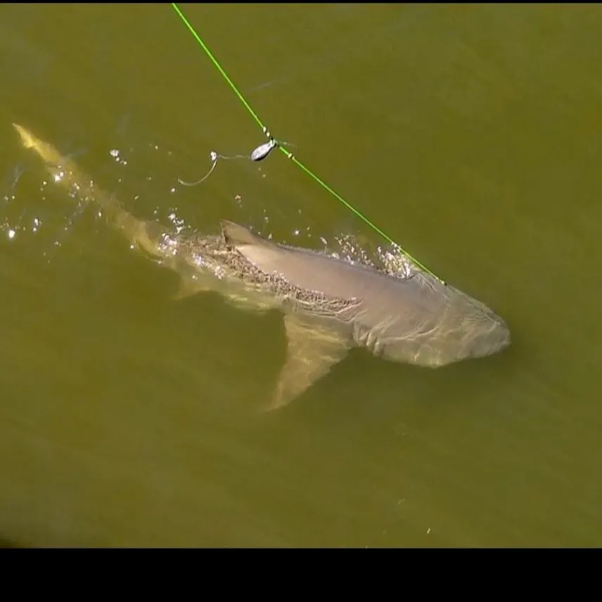 Lemon shark caught on Fishbrain