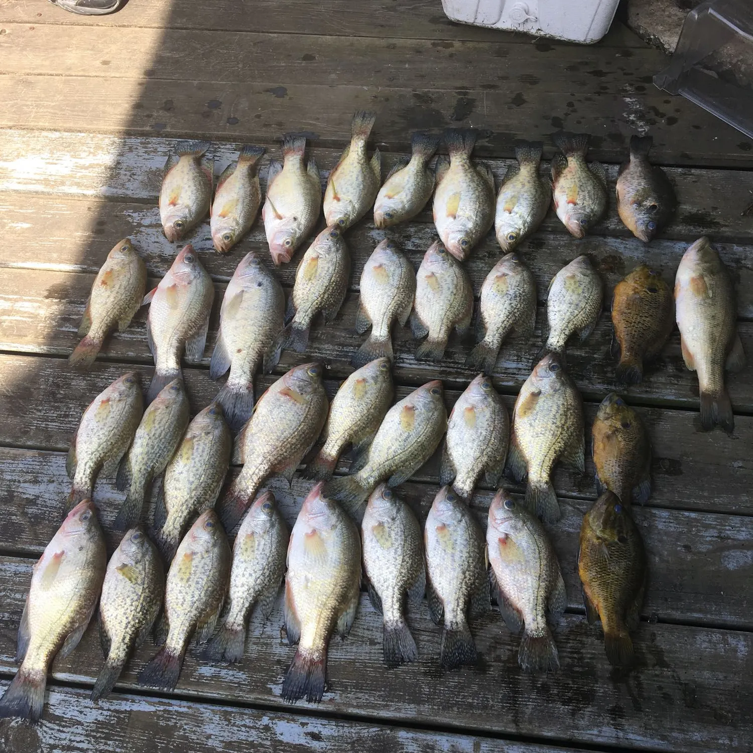 recently logged catches
