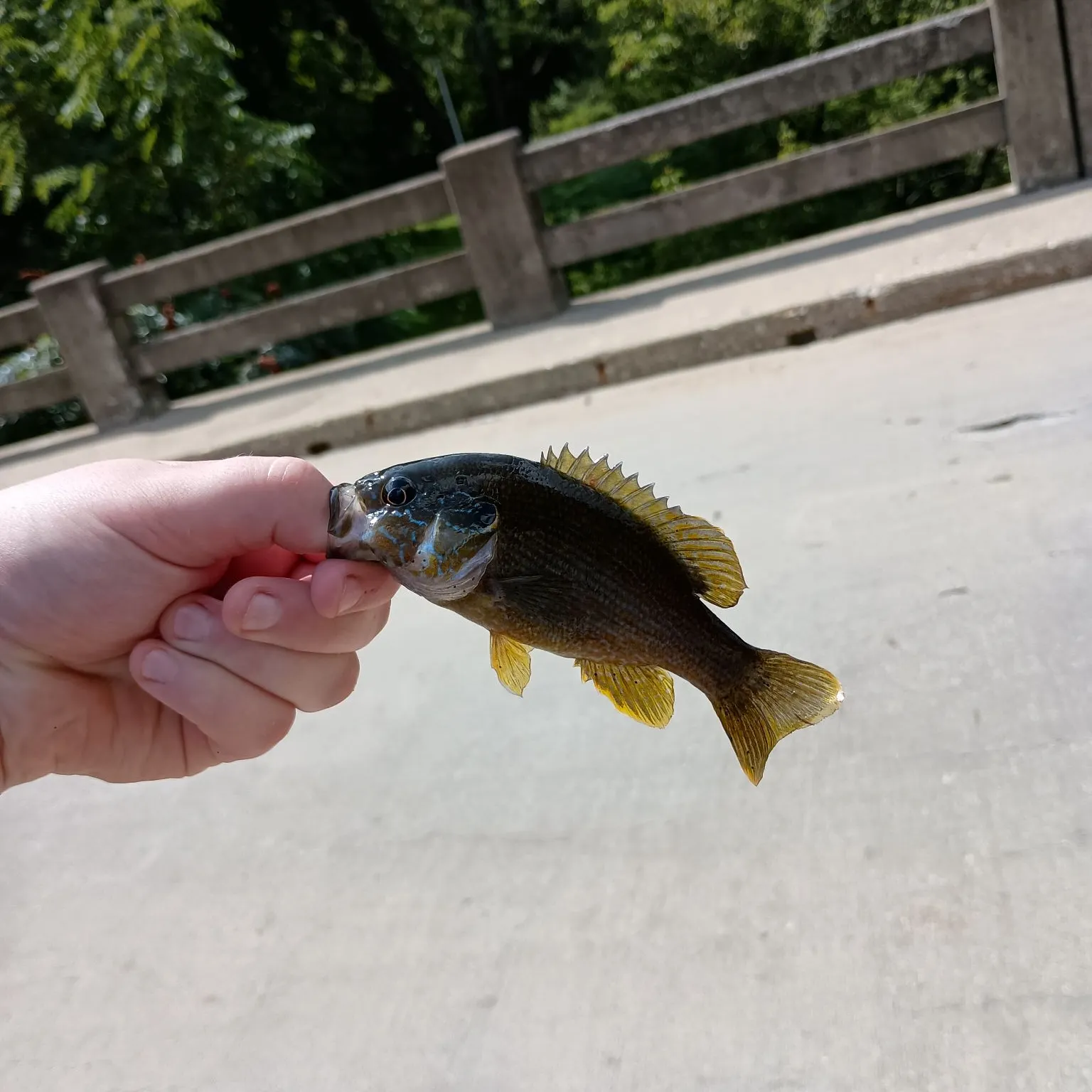 Fish caught on Fishbrain