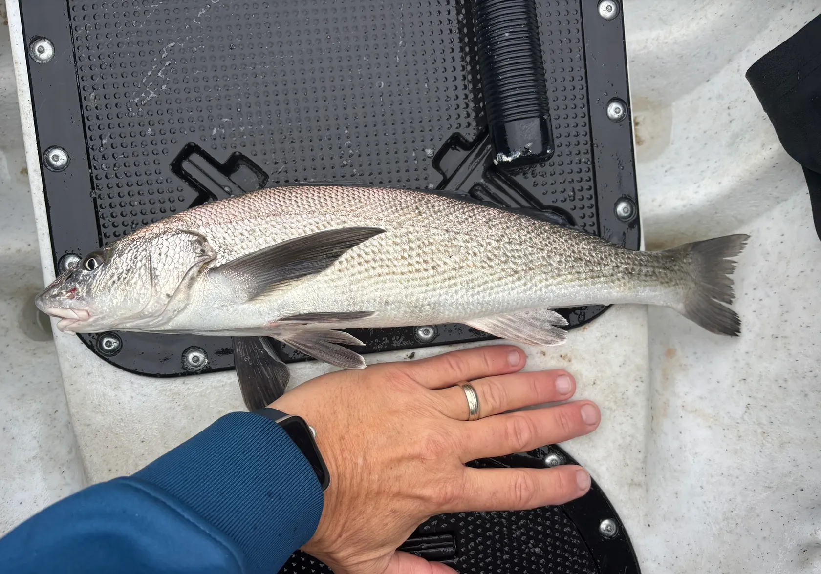 California corbina