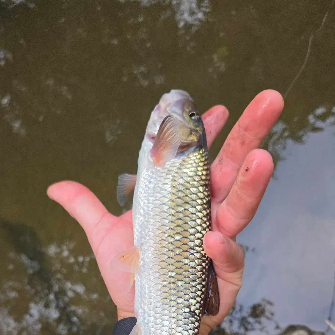 Fallfish caught on Fishbrain