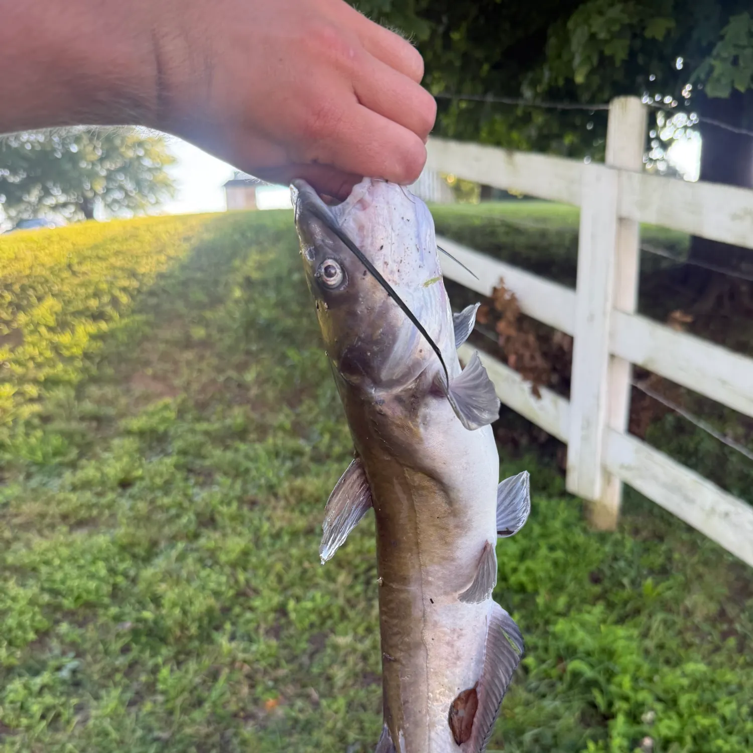 Channel catfish caught on Fishbrain
