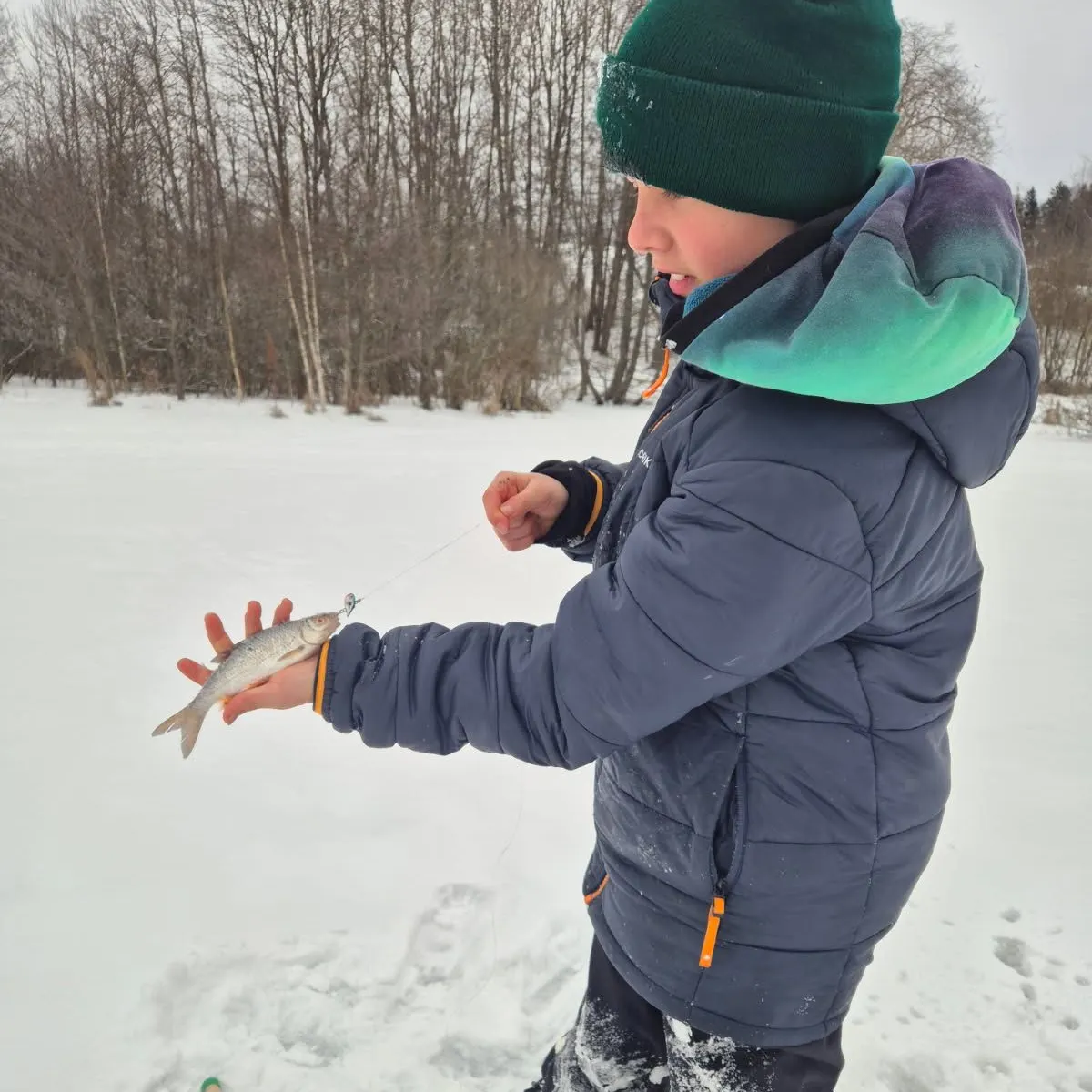 The most recent White bream catches on Fishbrain
