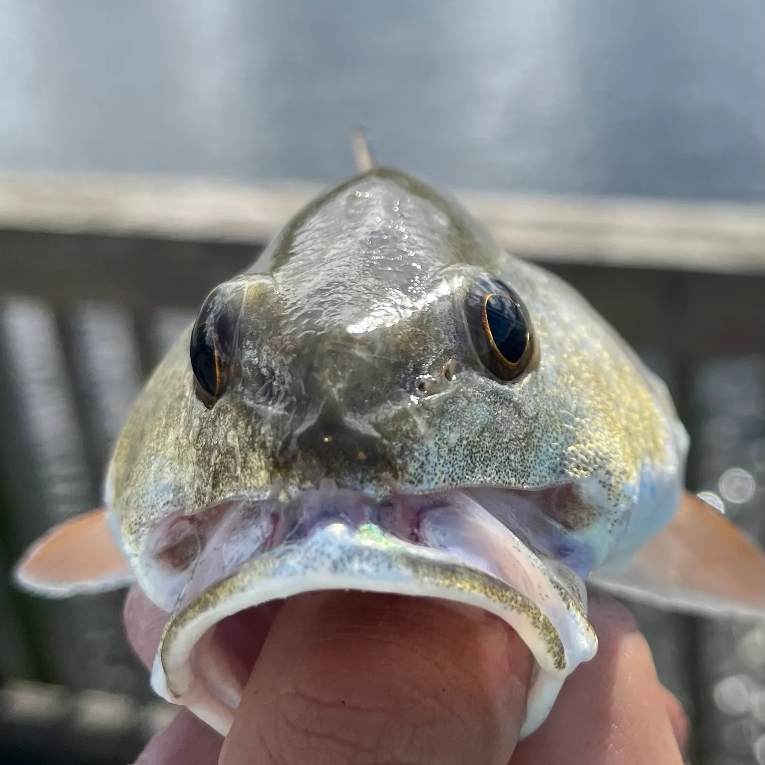 Red drum caught on Fishbrain