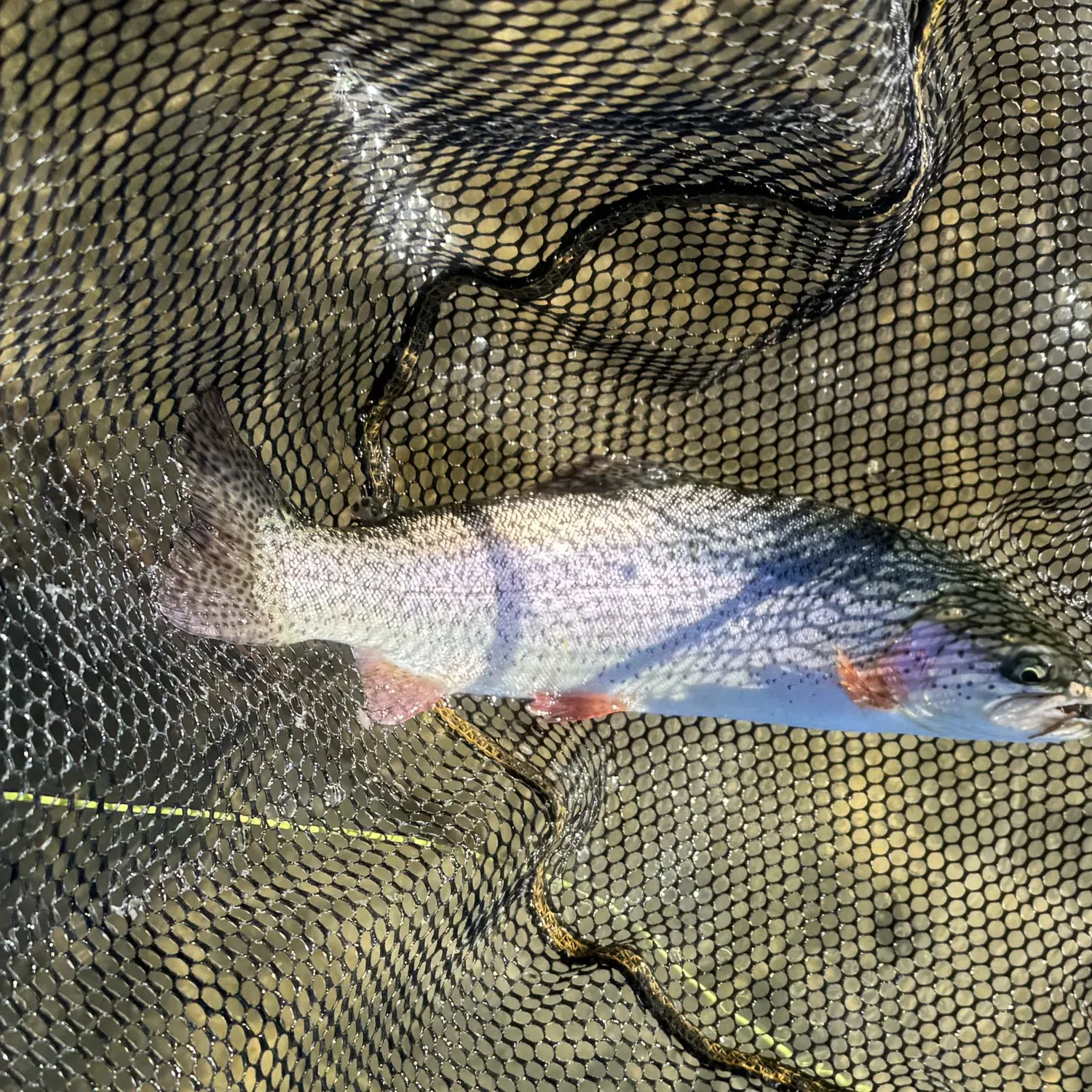The most recent Cutbow catches on Fishbrain
