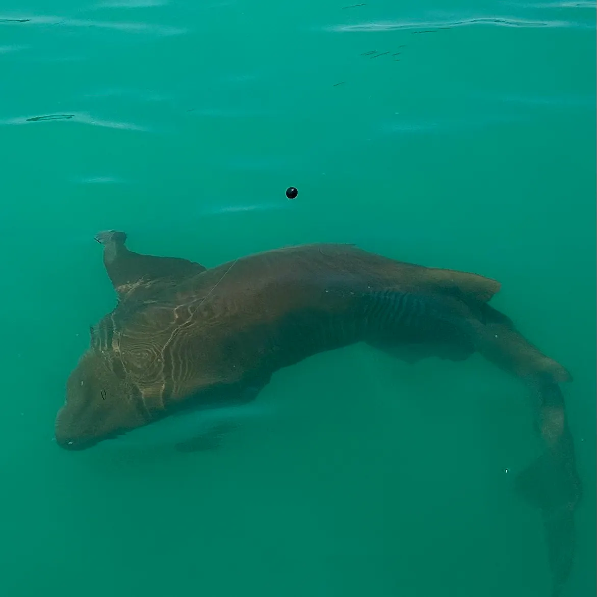 The most recent Nurse shark catches on Fishbrain