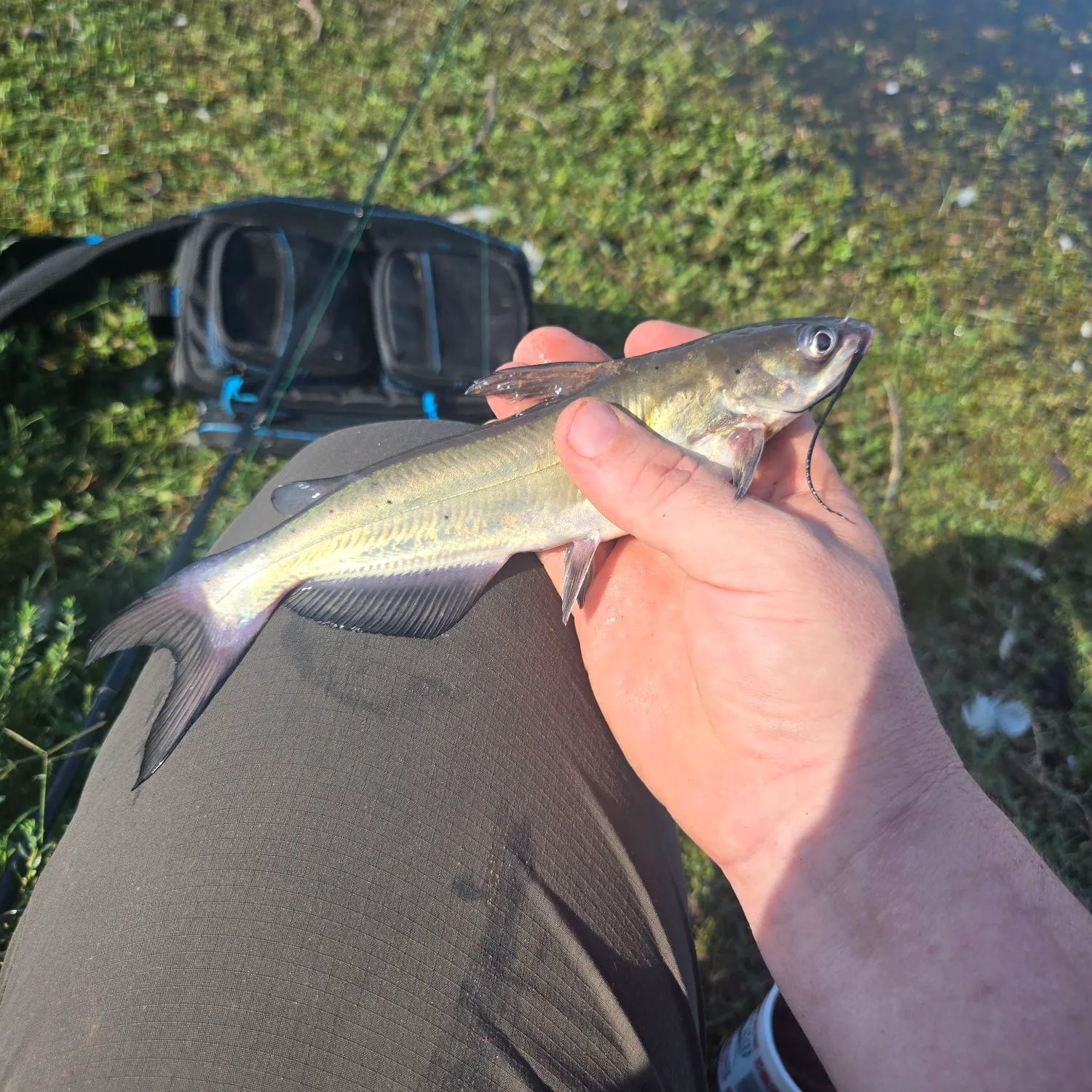 Channel catfish caught on Fishbrain