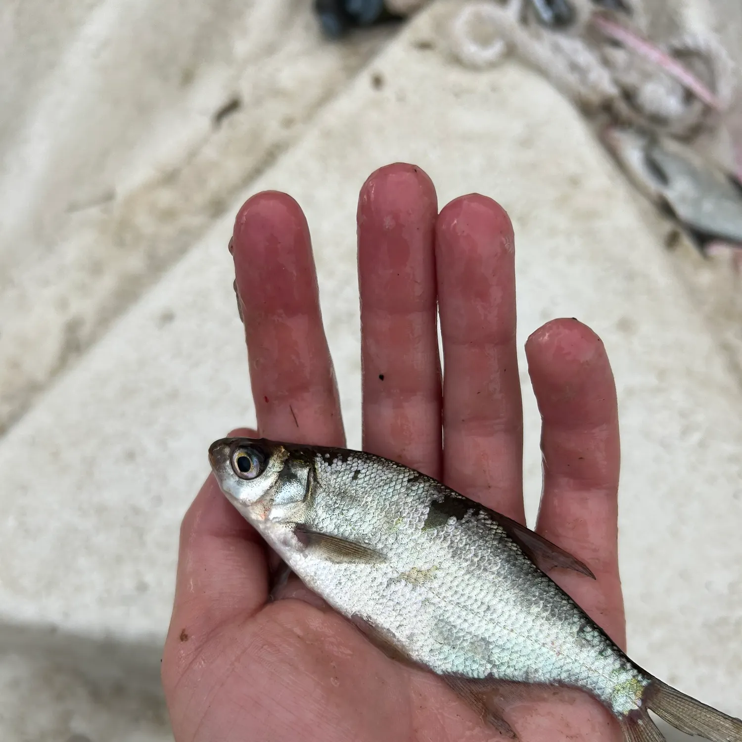 The most recent Zope catches on Fishbrain
