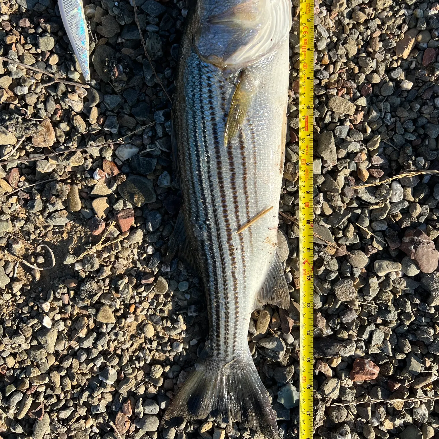 Striped bass caught on Fishbrain