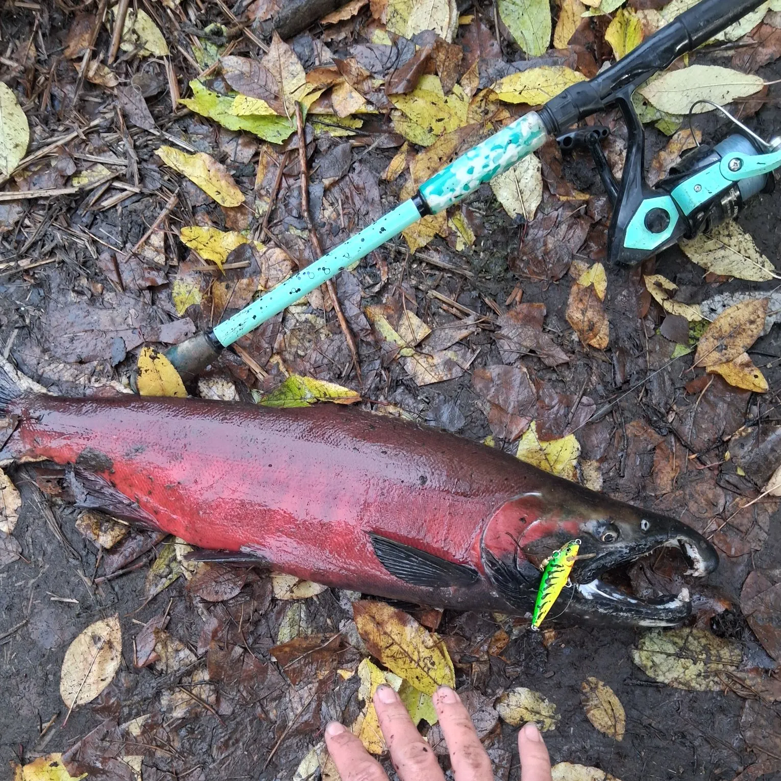 Coho salmon caught on Fishbrain